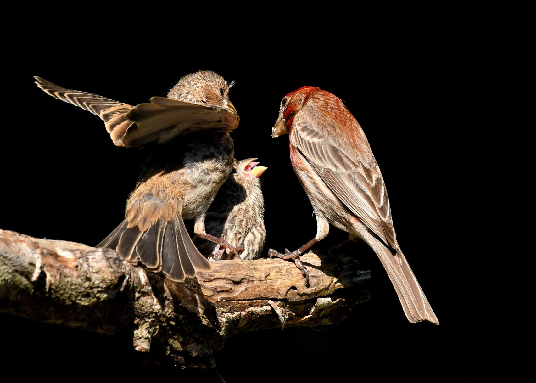Mouths to feed